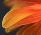 USA, Indiana, Carmel. Close-up of dahlia flower. Art Print
